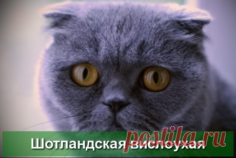 Шотландская вислоухая кошка - описание породы - Про Питомца