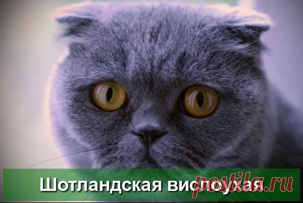 Шотландская вислоухая кошка - описание породы - Про Питомца