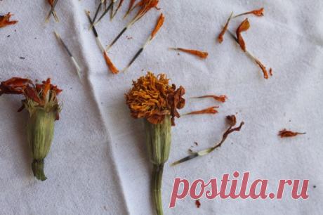 Имеретинский шафран. Подробности. - ПУРМАРИЛИ