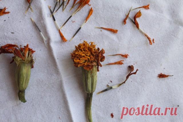 Имеретинский шафран. Подробности. - ПУРМАРИЛИ