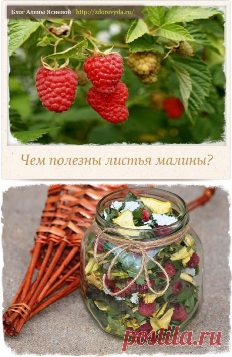 Листья малины и их уникальные полезные свойства
