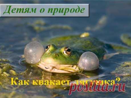 Как квакает лягушка видео. Лягушка в воде квакает - YouTube