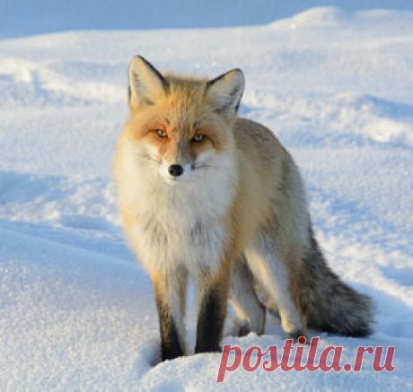 Елена Вторушина — National Geographic Россия