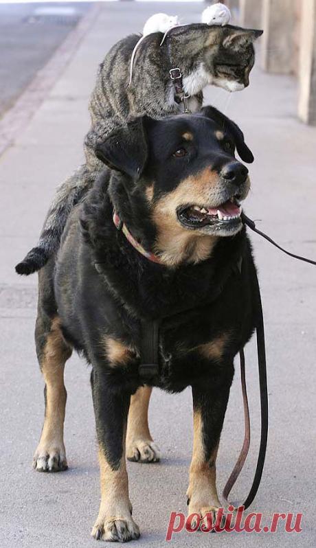 Самые странные парочки животных - Утканос