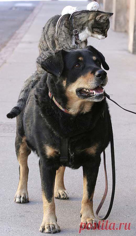 Самые странные парочки животных - Утканос