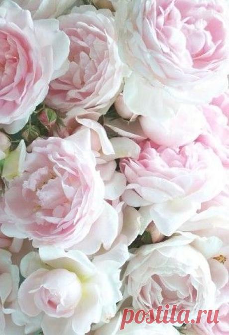 Foliage, leaves, ferns, greenery, undergrowth, overgrown, botanical,