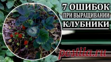 Любимая усадьба | 7 самых частых ошибок при выращивании клубники. Из моего опыта.