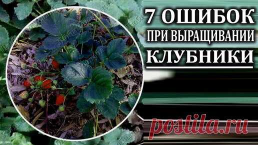 Любимая усадьба | 7 самых частых ошибок при выращивании клубники. Из моего опыта.