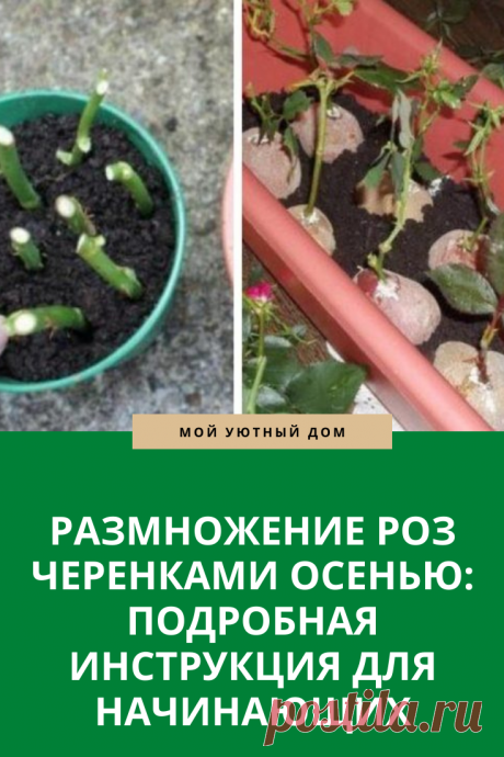 Способы как размножить розы осенью