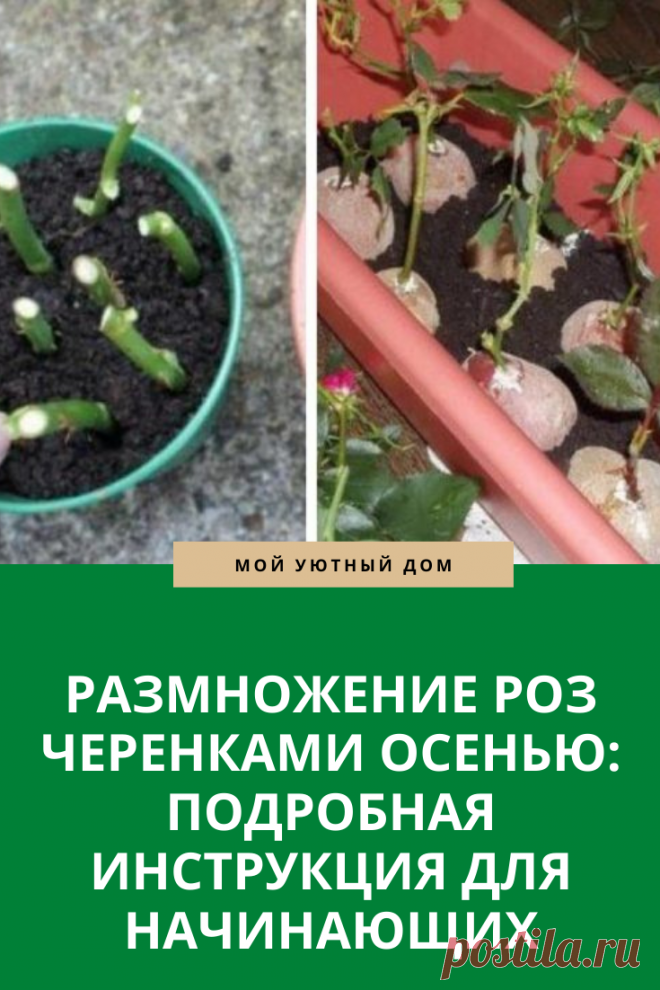 Способы как размножить розы осенью