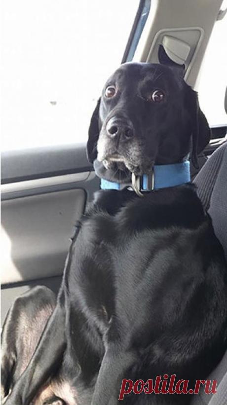 Домашние питомцы, которые не любят посещать ветеринара