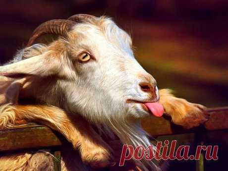 Символ предстоящего года. С чувством юмора козлик!