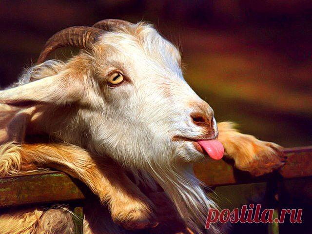 Символ предстоящего года. С чувством юмора козлик!