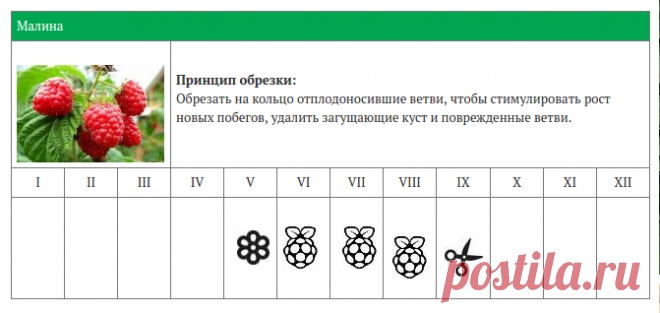 КАЛЕНДАРЬ ОБРЕЗКИ ЯГОДНЫХ КУСТАРНИКОВ