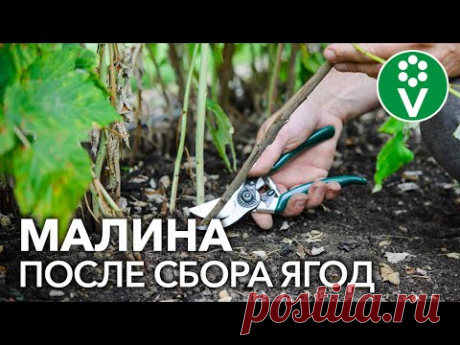 МАЛИНА ПОСЛЕ СБОРА УРОЖАЯ: сделайте это обязательно!