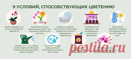 Почему не цветет орхидея и как уговорить ее выпустить новую стрелку