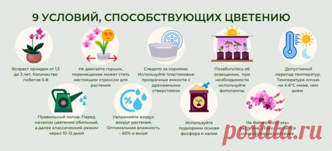 Почему не цветет орхидея и как уговорить ее выпустить новую стрелку