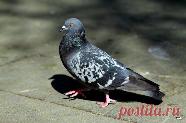 Голубь, переходящий дорогу, спровоцировал тройное ДТП. ВИДЕО