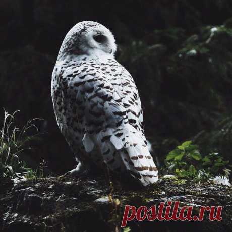 Surfingbird - проводи время с пользой для себя!