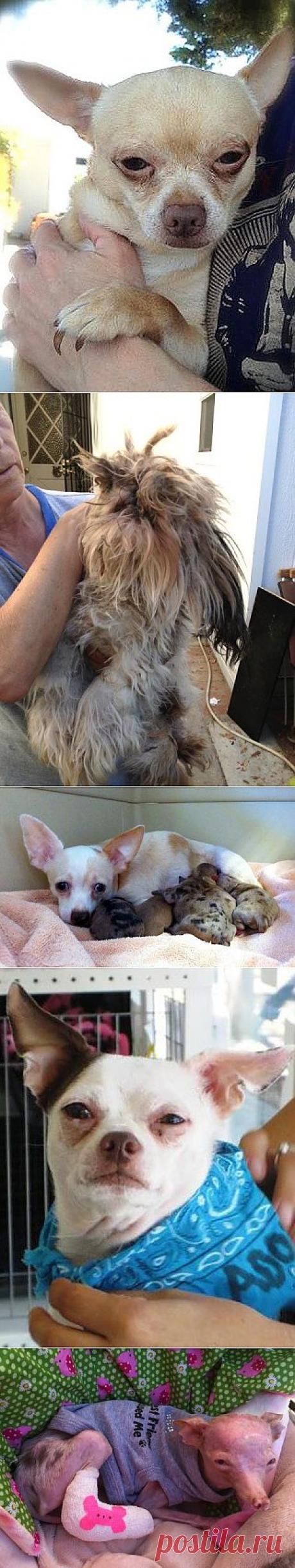 Трагическая история жизни Рози / Питомцы