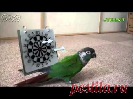特ダネ！投稿DO画「芸達者なインコ」