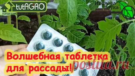 НИ ТРИПСА, НИ БЕЛОКРЫЛКИ, НИ ТЛЕЙ. Чем обработать рассаду в домашних условиях. Сравниваем 2 популярных средства. | Иван Русских | Дзен