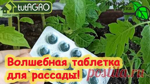 НИ ТРИПСА, НИ БЕЛОКРЫЛКИ, НИ ТЛЕЙ. Чем обработать рассаду в домашних условиях. Сравниваем 2 популярных средства. | Иван Русских | Дзен
