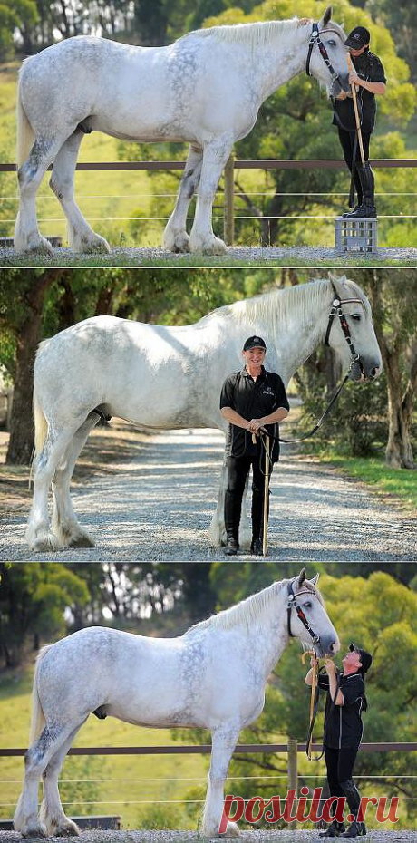 Самый большой в мире конь