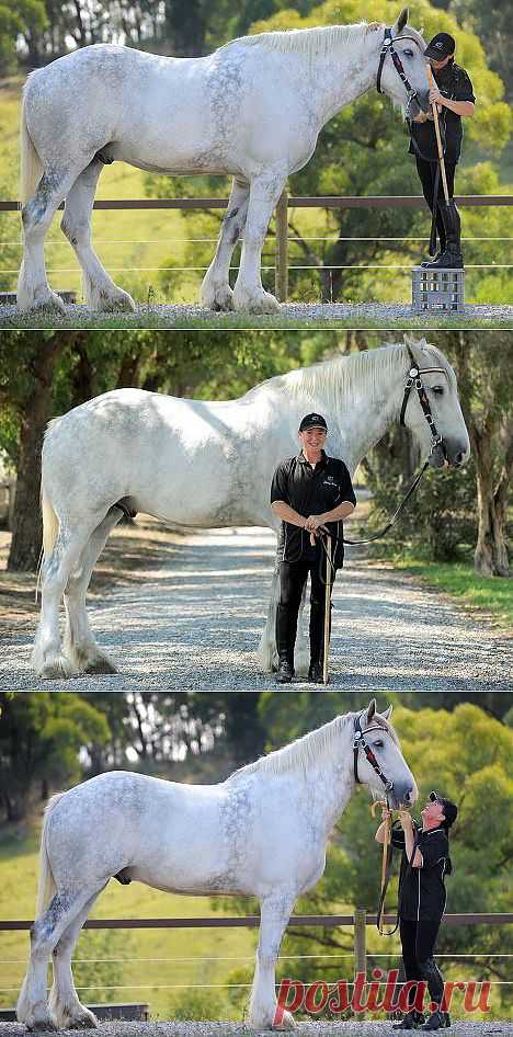 Самый большой в мире конь