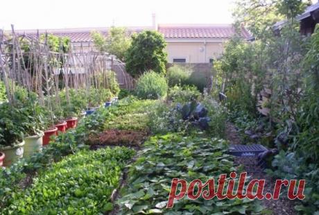 Как земельный участок в 4 сотки может прокормить полгорода? Сколько, по-вашему, земли нужно, чтобы обеспечивать пропитанием не только себя и своих близких, но и продавать излишек продукции? Семья фермеров из США сумела извлечь максимальную выгоду всего из 4 со…