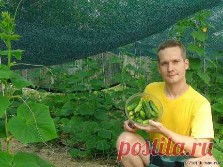 Огурцы и жара