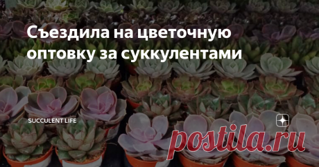 Съездила на цветочную оптовку за суккулентами Людям с ботанической жадностью противопоказано
