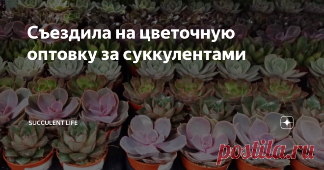 Съездила на цветочную оптовку за суккулентами Людям с ботанической жадностью противопоказано