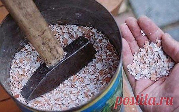 Лучшие удобрения для овощей