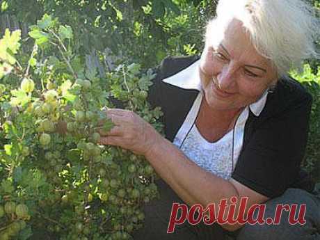 Как ухаживать за крыжовником.