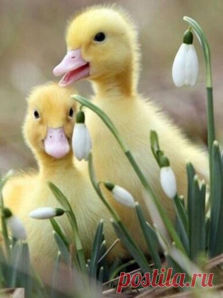 КАКОЙ СЕГОДНЯ ПРАЗДНИК? 29 Марта 2021г. – Понедельник • День самопознания • День бездомного человека 4 года • День шампиньонов (Champignon Day) 160 лет • День скакания на одной ножке • Международный день русалки (International Mermaid Day) • День специалиста юридической службы ВС РФ 15 лет • День фортепиано (Piano Day) 6 лет • День памяти мученика Савина Ермопольского • Праздник весны «Холи» (Holi) - Индия • День молодёжи - Тайвань • День молодого бойца - Чили 36 лет • День президента Боганды…