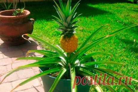 Комнатное растение Ананас (Ananas). В домашних условиях ананасы цветут нечасто; обычно их выращивают ради красивых декоративных листьев, их высота при хорошем уходе может достигнуть 70 см. Цветут, как правило, 3-4 летние растения -обычно в марте, апреле или июле, хотя это может произойти и в декабре.