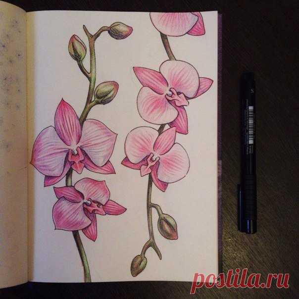 Как нарисовать орхидею