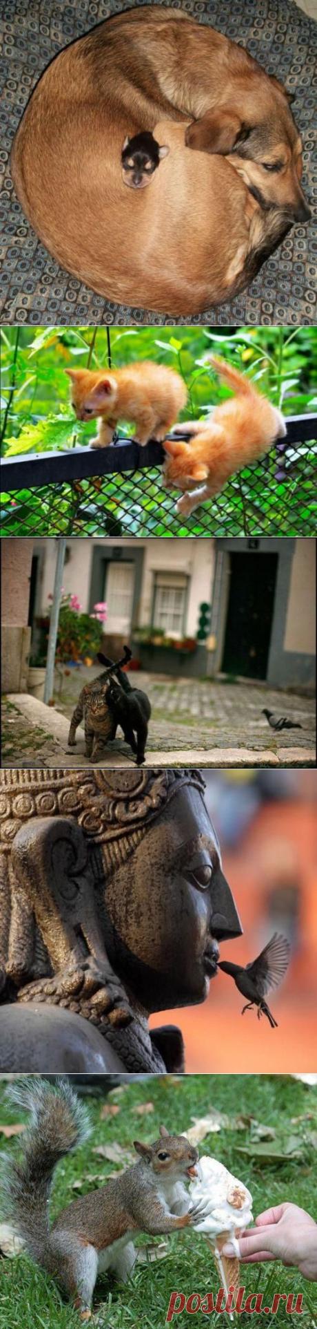 Картинки для хорошего настроения / Питомцы