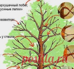 обрезка старых яблонь