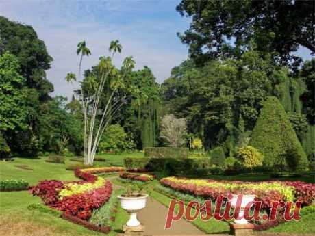 Королевский Ботанический Сад (Royal Botanical Garden) в Перадении один из лучших в Азии. Созданный в 1821 г, сад расположен в 12 км от города Канди, в излучине реки Махавели - самой крупной реки Шри-Ланки. Лучшие садоводы Шри-Ланки разбили огромную холмистую территорию на парковые зоны, отражающие разные типы тропической флоры. Контраст цветовой гаммы декоративных и цветущих деревьев, большинство которых цветет в засушливое время года, очаровывает посетителей. Одна из удивительных зон - коллекци