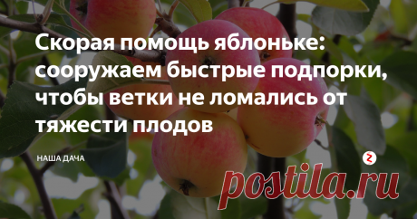 Скорая помощь яблоньке: сооружаем быстрые подпорки, чтобы ветки не ломались от тяжести плодов  Август – пора плодовых деревьев. На яблонях и сливах наливаются плоды, под их тяжестью ветки склоняются к земле. Так и до неприятностей недалеко: нередки случаи, когда хорошие плодоносящие ветви просто-напросто обламываются из-за непомерного груза.