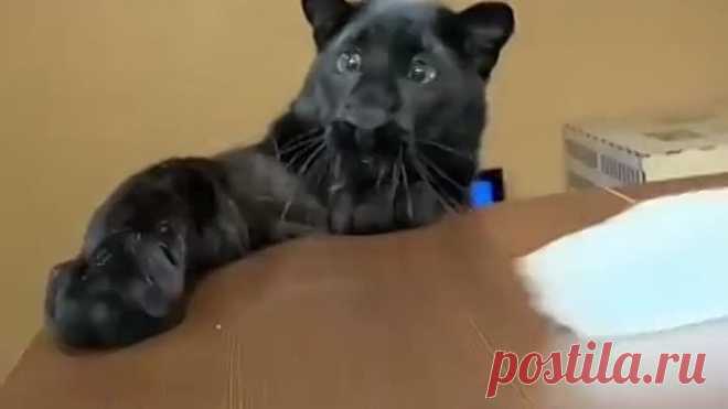 Большие кошки тоже любят поиграть)))