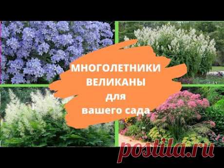 4 МНОГОЛЕТНИКА - ВЕЛИКАНА для вашего сада