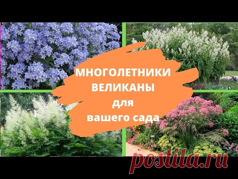4 МНОГОЛЕТНИКА - ВЕЛИКАНА для вашего сада