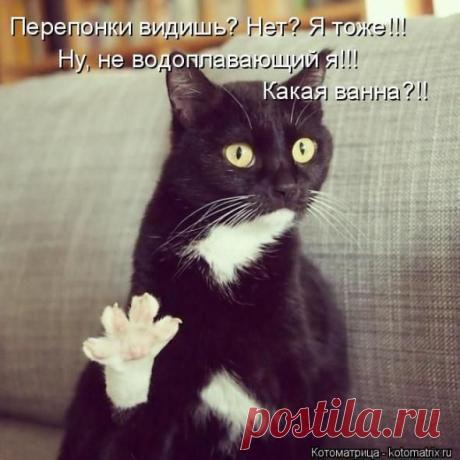 Прописка в квартире (котоматрица)