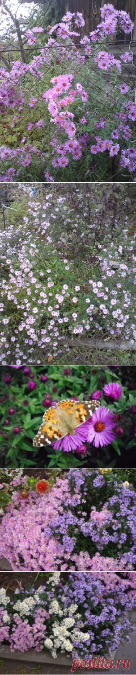 Вкусный Огород: Все любят цветы - сентябринки!