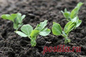 Что посадить в огороде в сентябре Овощи и травы, которые можно посадить и посеять в огороде в сентябре. В этой подборке скороспелые 