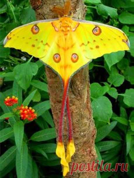 Madagascan moon moth
