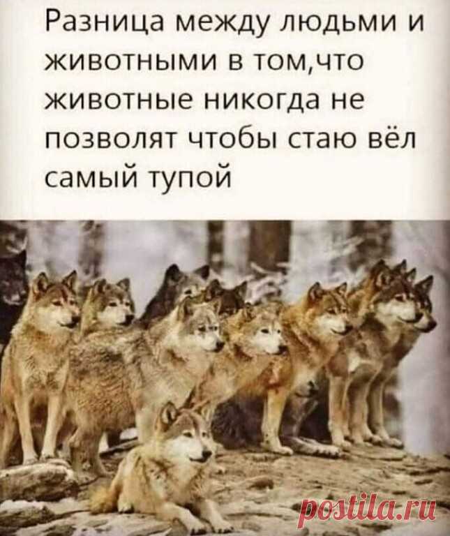 Александр Учуватов Фотография в альбоме «ВОЛК-ОДИНОЧКА»
